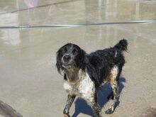 CASPER, Hund, Epagneul Breton in Spanien - Bild 3