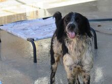 CASPER, Hund, Epagneul Breton in Spanien - Bild 4