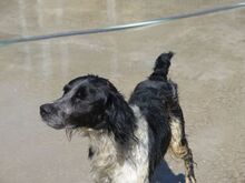 CASPER, Hund, Epagneul Breton in Spanien - Bild 5