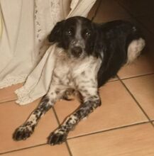 CASPER, Hund, Epagneul Breton in Spanien - Bild 7