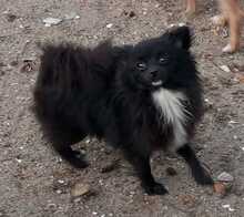 BAMBINA, Hund, Pomeranian in Spanien