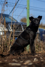 CHOKKO, Hund, Mischlingshund in Rumänien - Bild 10