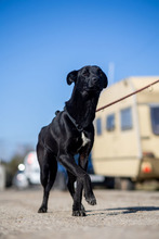 CHOKKO, Hund, Mischlingshund in Rumänien - Bild 12