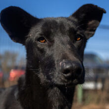 CHOKKO, Hund, Mischlingshund in Rumänien - Bild 2