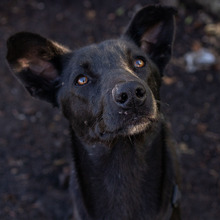 CHOKKO, Hund, Mischlingshund in Rumänien - Bild 3