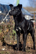 CHOKKO, Hund, Mischlingshund in Rumänien - Bild 4