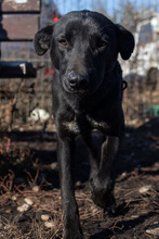 CHOKKO, Hund, Mischlingshund in Rumänien - Bild 7