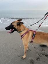 CLEO, Hund, Malinois-Mix in Spanien