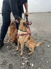 CLEO, Hund, Malinois-Mix in Spanien - Bild 2