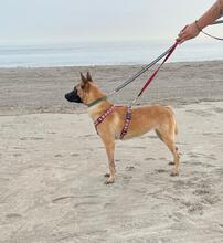 CLEO, Hund, Malinois-Mix in Spanien - Bild 3