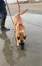 CLEO, Hund, Malinois-Mix in Spanien - Bild 4