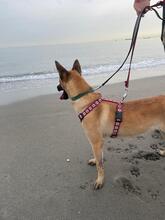 CLEO, Hund, Malinois-Mix in Spanien - Bild 5