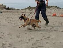 CLEO, Hund, Malinois-Mix in Spanien - Bild 6