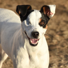 LOOMI, Hund, Bodeguero Andaluz in Spanien - Bild 1