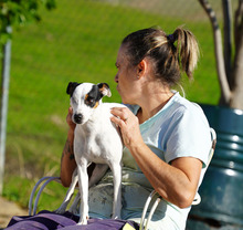 LOOMI, Hund, Bodeguero Andaluz in Spanien - Bild 2