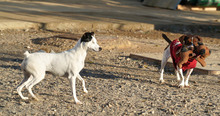 LOOMI, Hund, Bodeguero Andaluz in Spanien - Bild 3