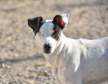 LOOMI, Hund, Bodeguero Andaluz in Spanien - Bild 5