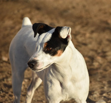 LOOMI, Hund, Bodeguero Andaluz in Spanien - Bild 6