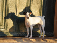 LOOMI, Hund, Bodeguero Andaluz in Spanien - Bild 7