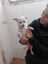 CANDY, Hund, Chihuahua-Mix in Spanien