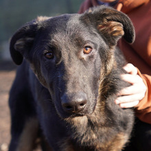 SIRIUS, Hund, Deutscher Schäferhund-Mix in Rumänien - Bild 1