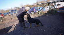 SIRIUS, Hund, Deutscher Schäferhund-Mix in Rumänien - Bild 10