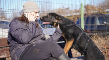 SIRIUS, Hund, Deutscher Schäferhund-Mix in Rumänien - Bild 11