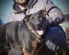 SIRIUS, Hund, Deutscher Schäferhund-Mix in Rumänien - Bild 12