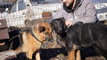 SIRIUS, Hund, Deutscher Schäferhund-Mix in Rumänien - Bild 13