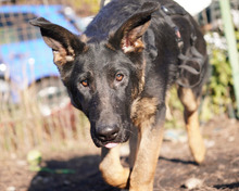 SIRIUS, Hund, Deutscher Schäferhund-Mix in Rumänien - Bild 14