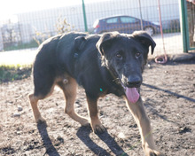 SIRIUS, Hund, Deutscher Schäferhund-Mix in Rumänien - Bild 15