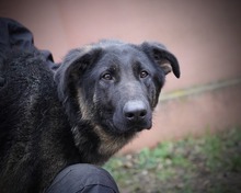 SIRIUS, Hund, Deutscher Schäferhund-Mix in Rumänien - Bild 2