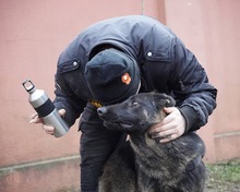 SIRIUS, Hund, Deutscher Schäferhund-Mix in Rumänien - Bild 3