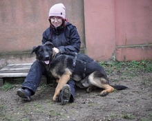 SIRIUS, Hund, Deutscher Schäferhund-Mix in Rumänien - Bild 4