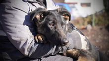 SIRIUS, Hund, Deutscher Schäferhund-Mix in Rumänien - Bild 6