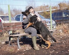 SIRIUS, Hund, Deutscher Schäferhund-Mix in Rumänien - Bild 7