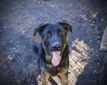 SIRIUS, Hund, Deutscher Schäferhund-Mix in Rumänien - Bild 8