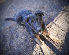 SIRIUS, Hund, Deutscher Schäferhund-Mix in Rumänien - Bild 9