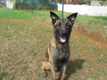 CUARENTA, Hund, Malinois-Mix in Spanien