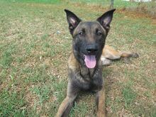 CUARENTA, Hund, Malinois-Mix in Spanien - Bild 2