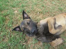 CUARENTA, Hund, Malinois-Mix in Spanien - Bild 3