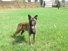 CUARENTA, Hund, Malinois-Mix in Spanien - Bild 4