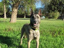 ROBIN, Hund, Malinois-Mix in Spanien