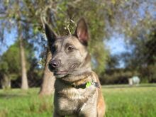 ROBIN, Hund, Malinois-Mix in Spanien - Bild 2