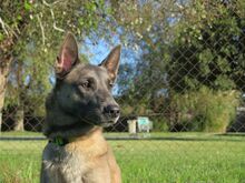 ROBIN, Hund, Malinois-Mix in Spanien - Bild 3