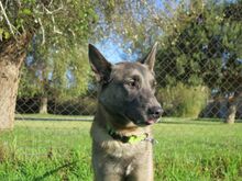 ROBIN, Hund, Malinois-Mix in Spanien - Bild 4