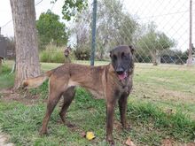 DANA, Hund, Malinois-Mix in Spanien