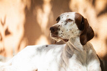 SIESTA, Hund, Mischlingshund in Spanien - Bild 1