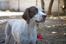 SIESTA, Hund, Mischlingshund in Spanien - Bild 2