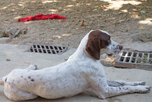 SIESTA, Hund, Mischlingshund in Spanien - Bild 3